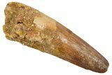 Fossil Spinosaurus Tooth - Feeding Worn Tip #363478-1
